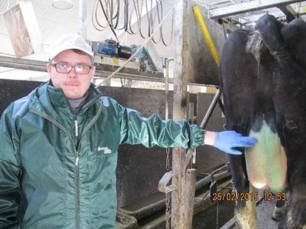 нанесение согревающей мази на вымя